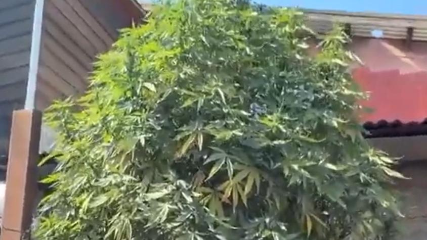 "Árbol navideño" de marihuana sorprendió a Carabineros en San Bernardo: tenía luces y medía 3 metros