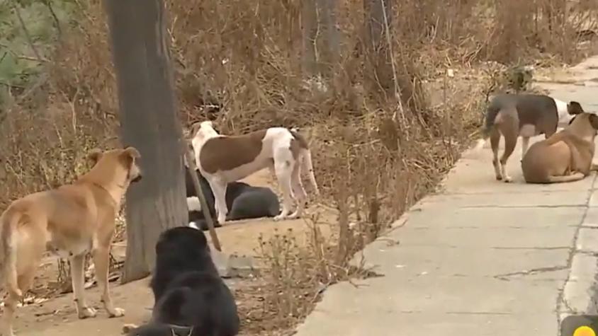 El estado de salud de la mujer atacada por salvaje jauría de perros en Valparaíso: enfermedad podría complicar recuperación