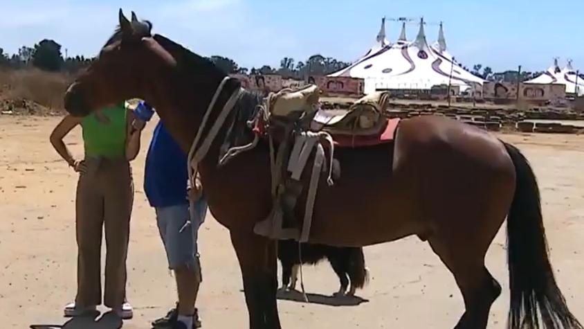 Niños de Algarrobo sufren por robo de caballos usados para terapias: se llevaron al favorito de los menores