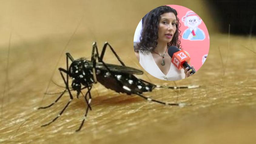 Mosquito que transmite el dengue llegó a Santiago: lo que debes hacer para evitar el contagio