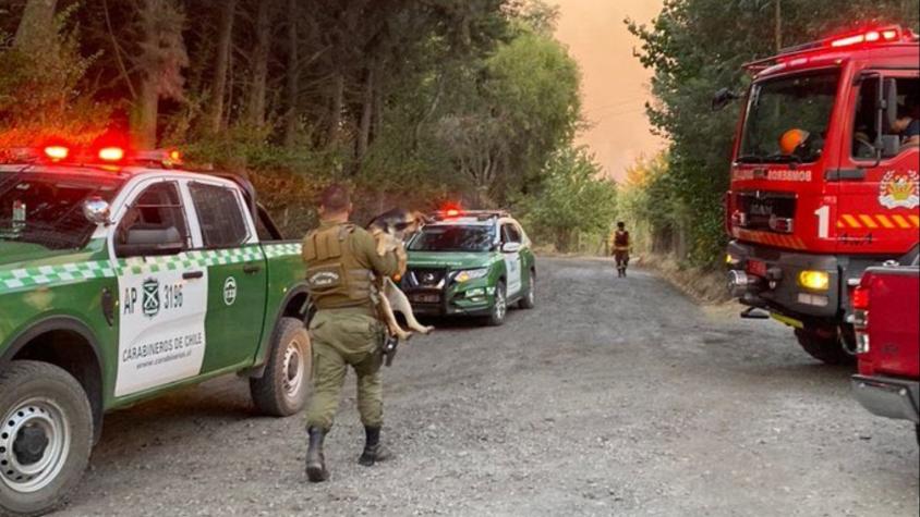 Revisa cómo ayudar a los animales afectados por los incendios en el sur de Chile: Colmevet activa donación