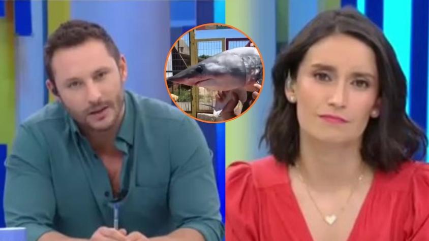 Turistas sacan a tiburón del mar en El Quisco para tomarse fotos: alcalde anuncia acciones legales