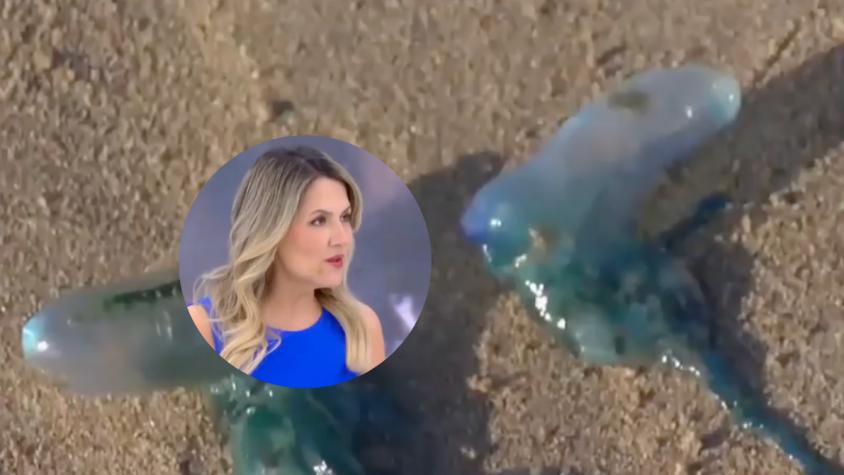 Michelle Adam realiza advertencia sobre presencia de fragata portuguesa en la playa: explicó relevante dato