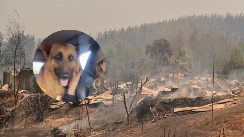 Conocido futbolista nacional apadrinó a perrito abandonado tras incendios forestales