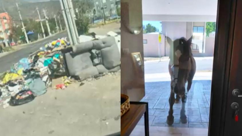 Chanchos, caballos y ponis sueltos: la grave situación que enfrentan vecinos de Peñalolén por microbasurales