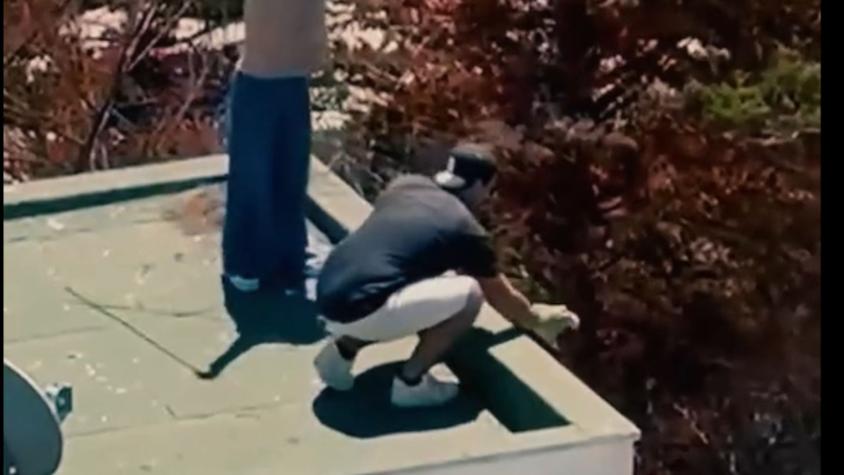 El indignante video de pareja de Maitencillo que lanzaba polluelos de gaviota al vacío