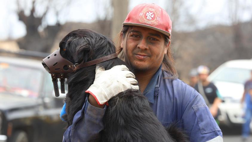Quieren volver con su familia: lanzan plataforma para encontrar mascotas perdidas en los incendios forestales