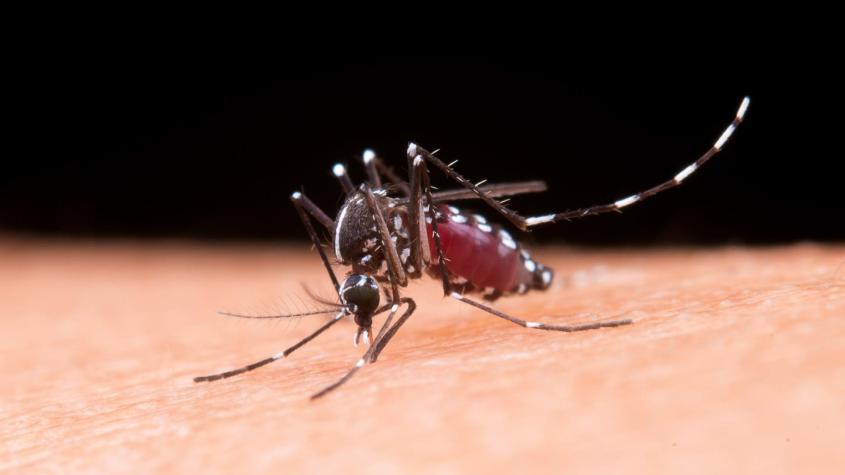 ¿Cómo reconocer al mosquito del dengue tras su detección en Santiago? Aprende a identificar al Aedes aegypti