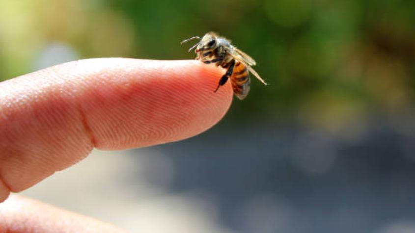 ¿En qué casos una picadura de abeja puede causar un paro cardíaco? Conoce las señales de alerta