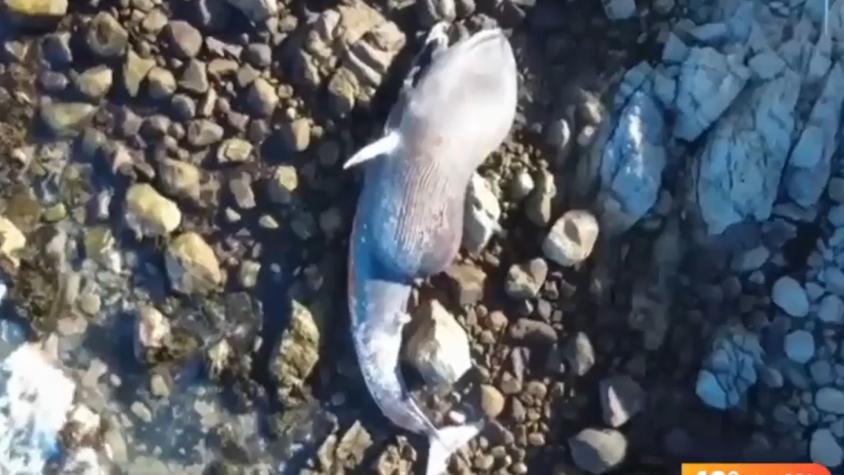 Medía 15 metros: esta sería la causa de muerte de la ballena varada en Algarrobo