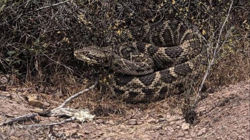 No hay antídoto en Chile: Reportan presencia de serpiente de cascabel en sector de San Antonio