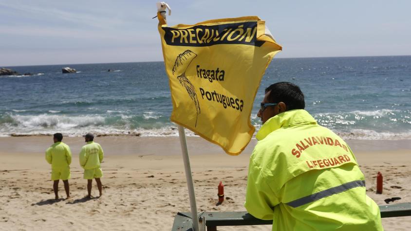 Alerta en la costa chilena: estas son las playas donde está prohibido el baño por presencia de la Fragata Portuguesa