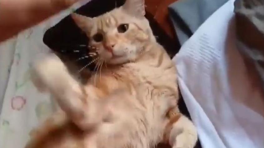 Reportan qué pasó con el gato de Mundos Opuestos, Russo, tras el término de las grabaciones