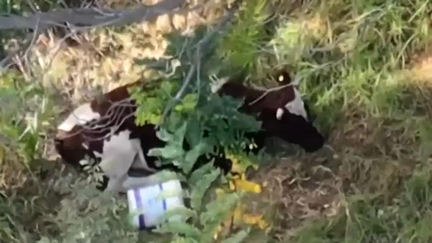 Toro suelto en colegio de Cerrillos preocupa a la comunidad: "Necesitamos que se lo lleven"