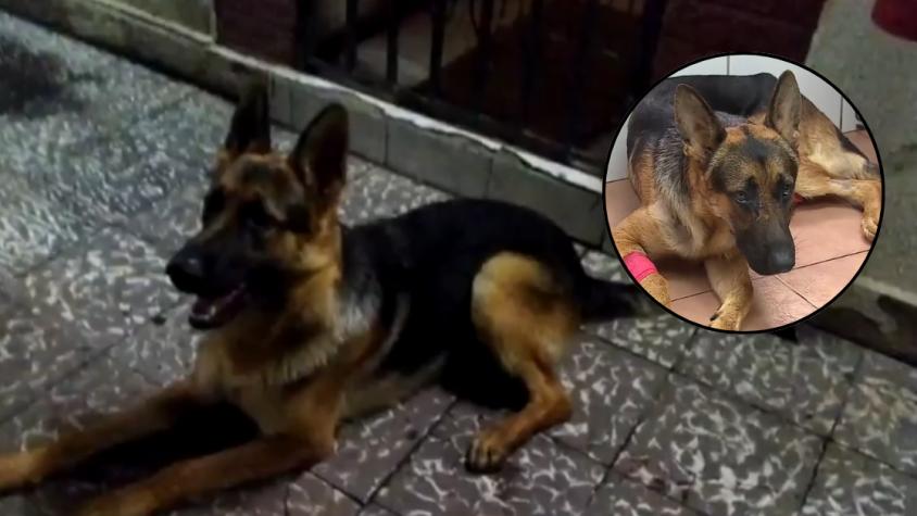 Héroe de cuatro patas: perro recibió un disparo al defender a niños de asalto en La Cisterna