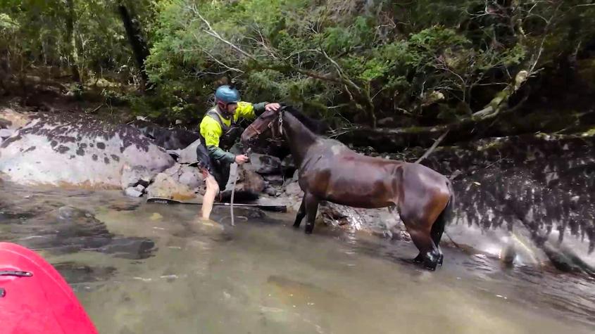 Pangal y sus primos detienen extrema travesía en kayak para rescatar a un caballo abandonado en la Patagonia