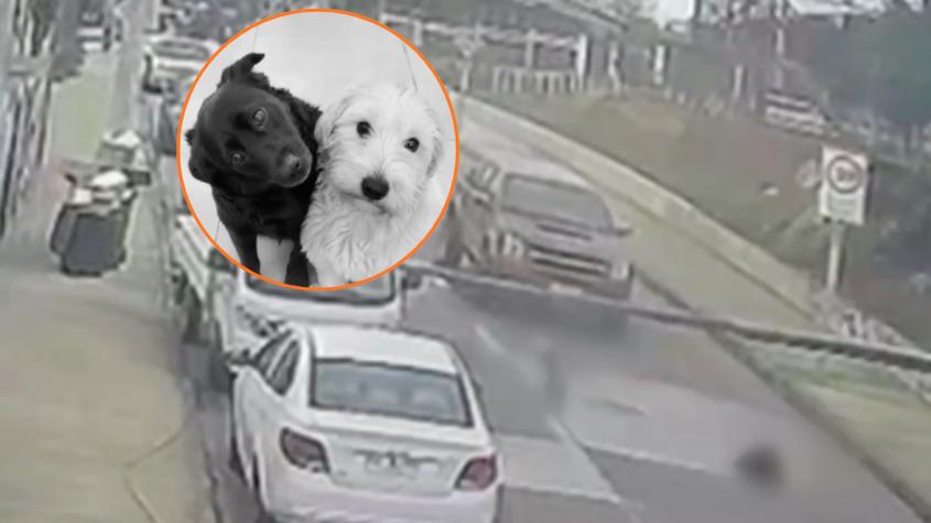 Indignación en El Quisco: conductor atropelló a dos perrito, los mató y huyó