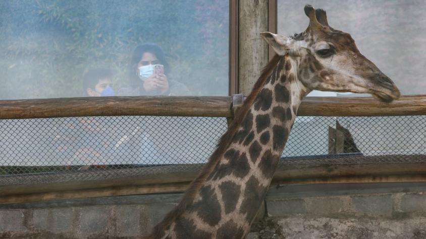 Zoológico Metropolitano: cómo conseguir entradas GRATIS para vacaciones de invierno Zoológico Metropolitano: cómo conseguir entradas GRATIS para vacaciones de invierno
