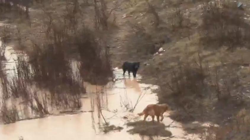 Tres perros quedaron aislados en medio del temporal en La Serena Tres perros quedaron aislados en medio del temporal en La Serena
