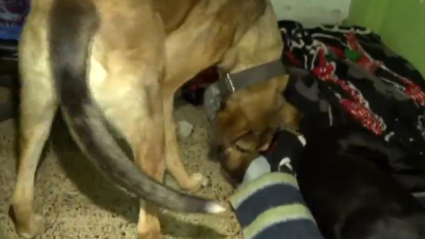 En Vallenar se habilitó un refugio para mascotas en medio del temporal En Vallenar se habilitó un refugio para mascotas en medio del temporal