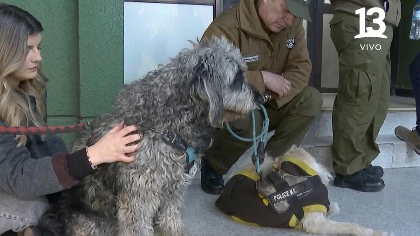 Misterio en Santiago: encuentran tres perros dentro de un auto abandonado y su dueño permanece desaparecido