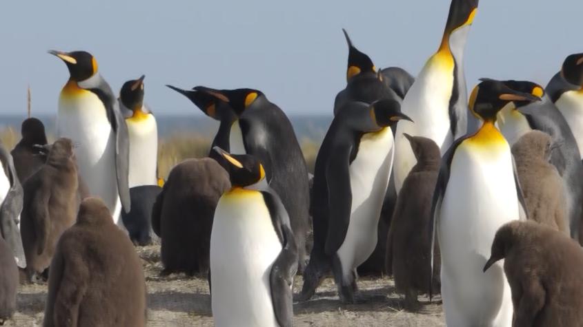 El Clan y su especial acercamiento con los pingüinos rey 