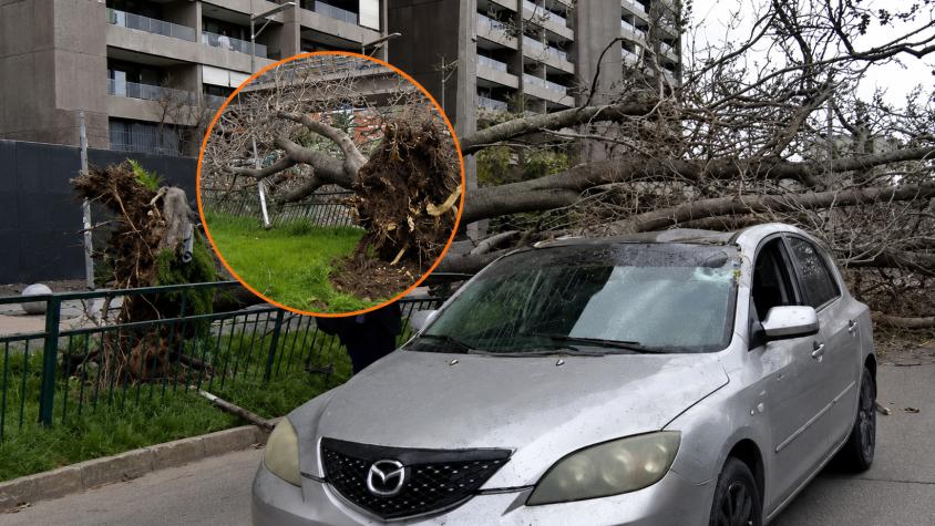 Fuertes vientos provocan caída de árbol que destruyó dos autos en Macul