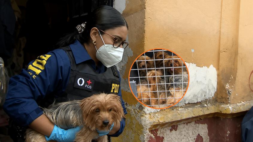 Detienen a mujer tras operativo en vivienda del barrio Yungay: encontraron perros de raza en precarias condiciones