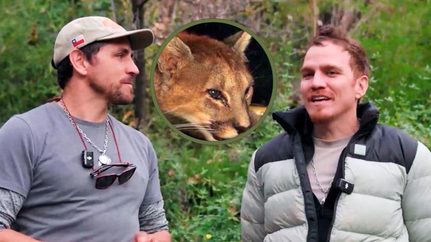¡Histórico en la conservación nacional! “El Clan” construye refugio para puma 