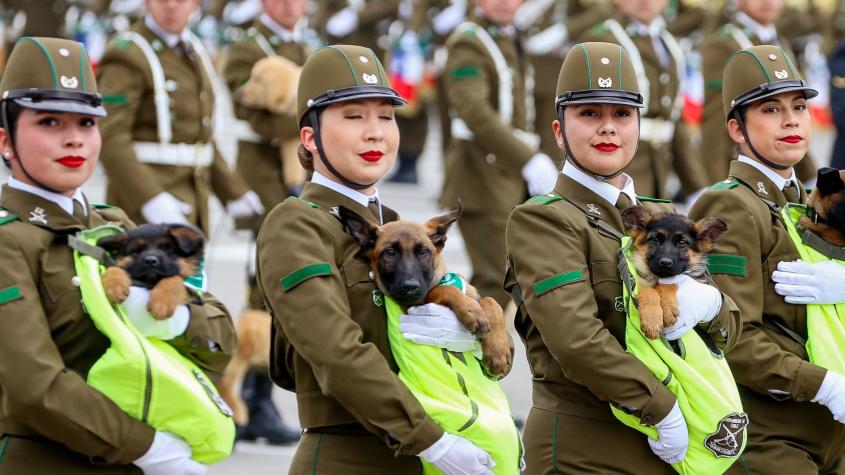 ¡Los más esperados!: así fue el desfile de los perros en la Parada Militar 2026 ¡Los más esperados!: así fue el desfile de los perros en la Parada Militar 2026