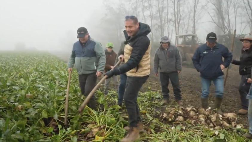 El adiós de una tradición: Pancho, en el segundo capítulo de “Lugares que hablan”, participó en la última cosecha de unos remolacheros El adiós de una tradición: Pancho, en el segundo capítulo de “Lugares que hablan”, participó en la última cosecha de unos remolacheros
