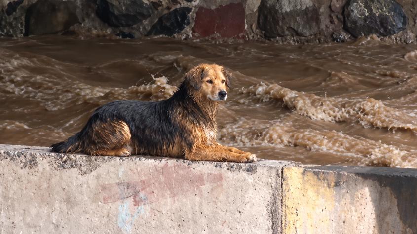 Perrito queda atrapado en el río Mapocho por aumento del caudal
