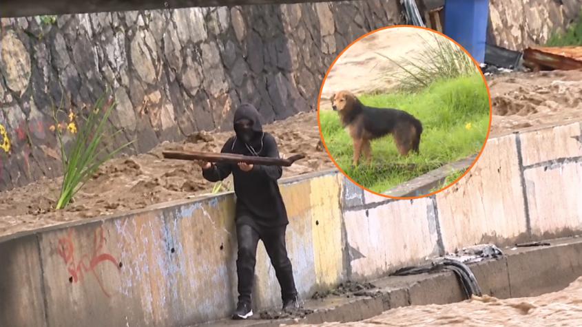 La arriesgada maniobra de un joven que bajó al río Mapocho para rescatar al perrito atrapado