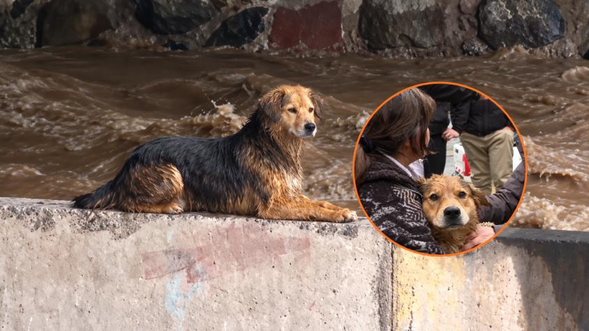 Perrito Morocho fue arrastrado por el agua en el río Mapocho: logró salir y tuvo un final feliz