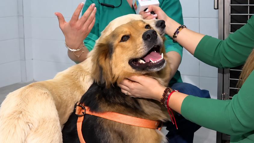 Tras sobrevivir al río Mapocho, el perrito "Morocho" busca familia: estos son los requisitos para adoptarlo