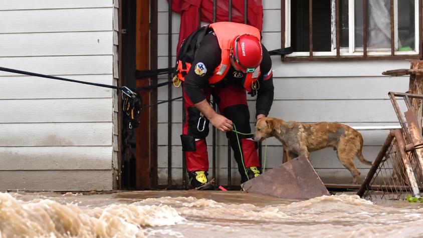 VIDEO | El rescate de un perrito que quedó atrapado en una casa tras desborde del río Mapocho en Talagante