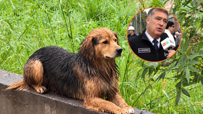 Mario Desbordes reveló que el perrito "Morocho" fue adoptado por la Municipalidad de Santiago Mario Desbordes reveló que el perrito "Morocho" fue adoptado por la Municipalidad de Santiago