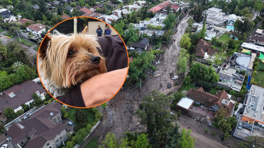 La milagrosa historia del perrito "Tedy": se perdió en pleno aluvión y fue hallado dentro de una mochila en el barro La milagrosa historia del perrito "Tedy": se perdió en pleno aluvión y fue hallado dentro de una mochila en el barro