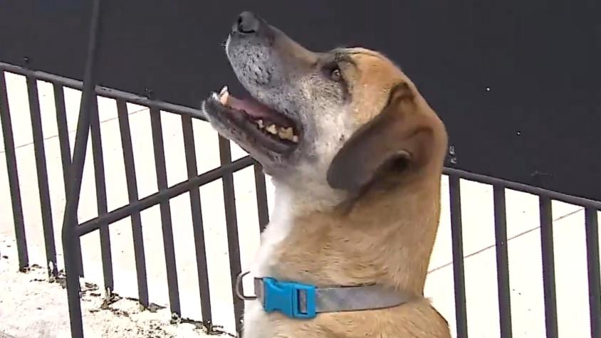 Perro héroe encantó al equipo de Tu Día: atrapó a ladrón cuando robó en su casa de San Miguel Perro héroe encantó al equipo de Tu Día: atrapó a ladrón cuando robó en su casa de San Miguel