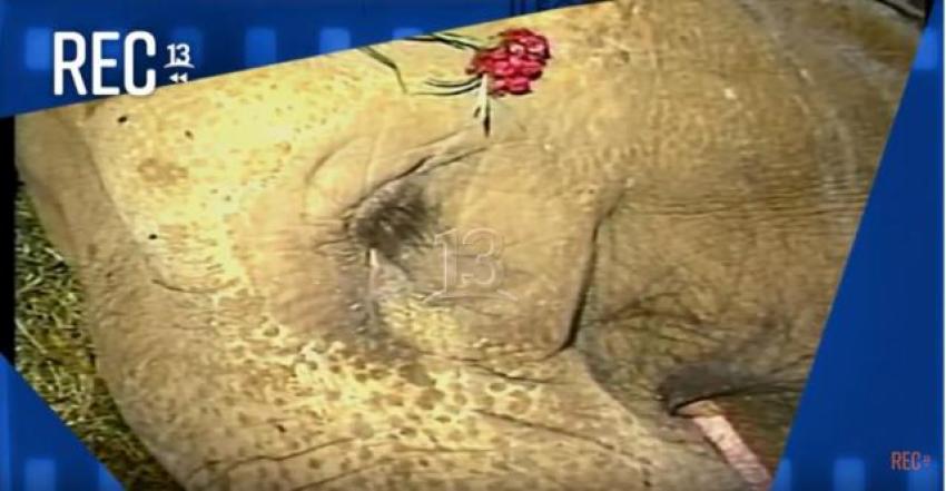 #MomentosREC: Adiós elefanta Fresia (1991)